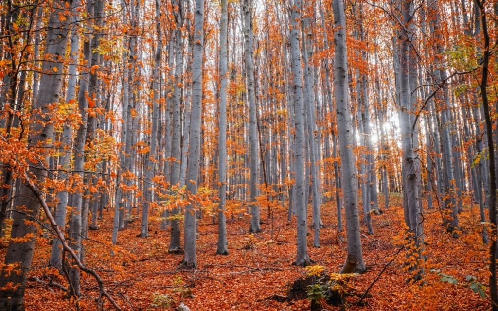 THREE NATIONAL PARKS ON THE LIST: Here Are the Sites the Serbian Government Has Nominated for UNESCO Protection!