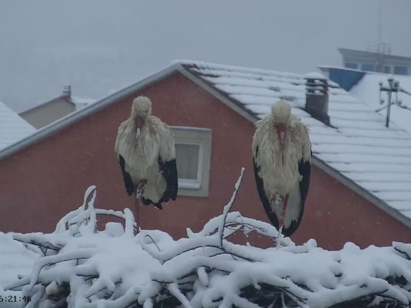 RHMZ RELEASES FORECAST: Here Is When Real Winter Is Expected in Serbia!