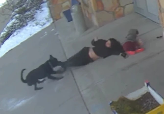 DRAMATIC FOOTAGE OF A FIGHT: A dog attacked a mother and child in front of a school, inflicting serious injuries! The public demands harsh punishment for the owner!