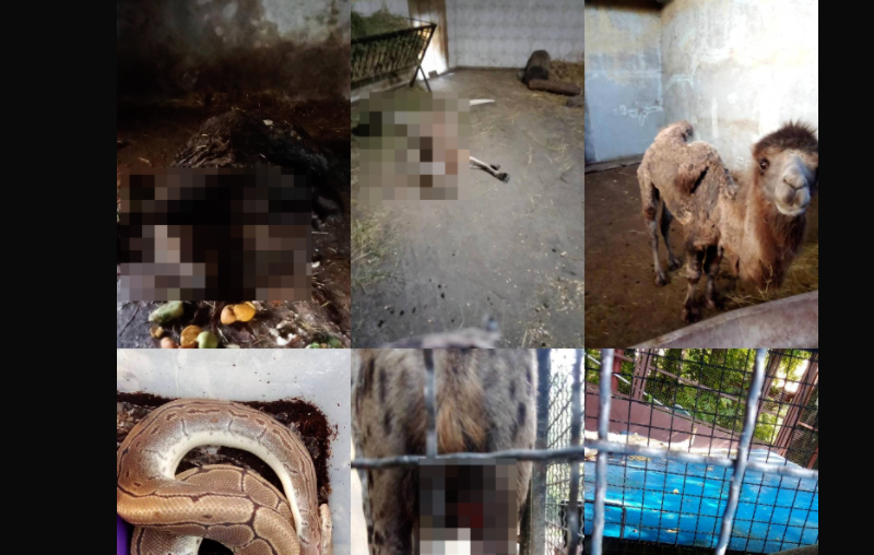 EMERGENCY INSPECTION AT PALIĆ ZOO: Authorities Tell Citizens to Trust Them More Than Their Own Eyes!