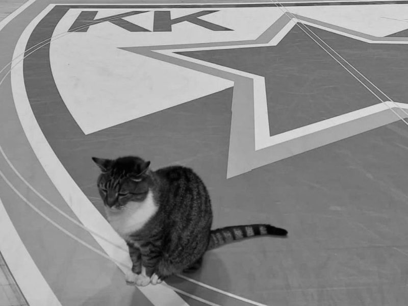FAVORITE CAT OF SERBIAN BASKETBALL: Legendary Ljubica, the Star of the Stands at the “Pionir” Hall, Has Passed Away!