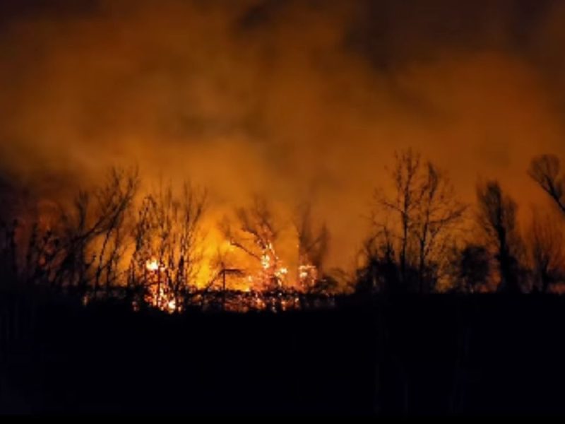 FIERY BLAZE NEAR BEOČIN: Fire devours ten hectares of reeds, flames reached the Danube itself! (VIDEO)