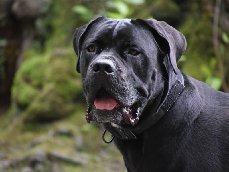 HORROR IN BELGRADE: Two Cane Corso dogs bit a woman (57), she was transferred to the hospital with severe injuries!