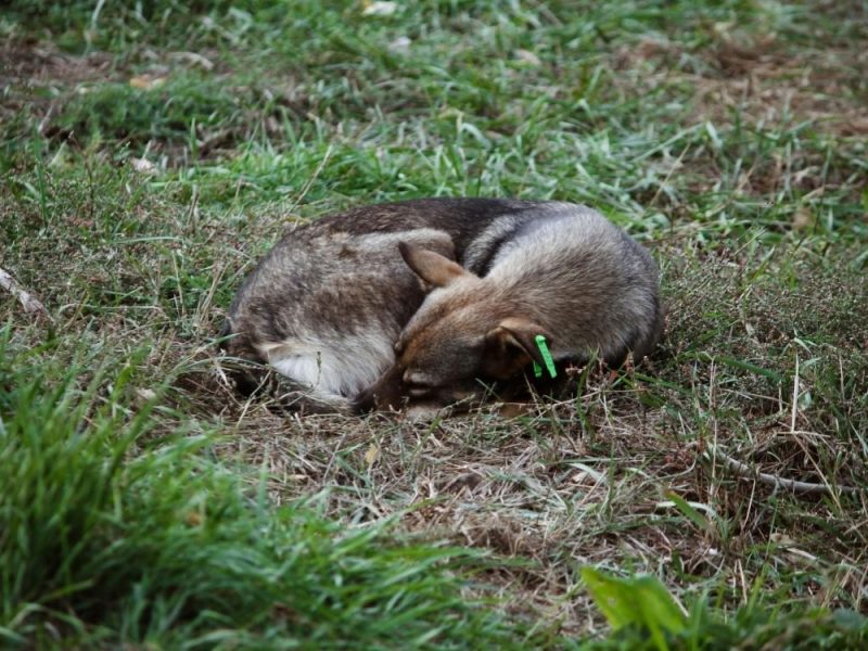 HORROR NEAR ALEKSINAC: Woman arrested for mass poisoning of dogs, threw dead animals into a well!