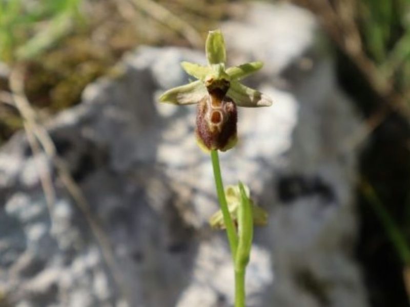 SENSATIONAL DISCOVERY NEAR MOSTAR: A rare species of orchid found for the first time in Bosnia and Herzegovina!