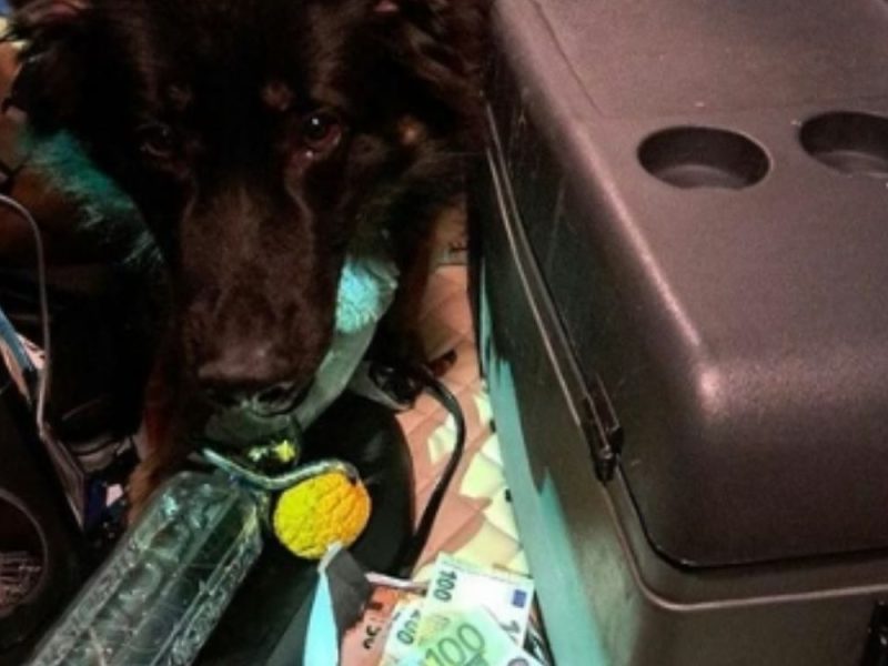 BULLY THE DOG SNIFFED OUT UNREPORTED MONEY: Serbian truck driver attempted to carry 12,000 euros across the Croatian border!