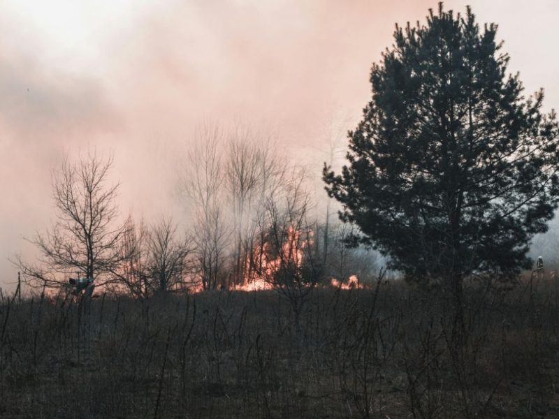 SERBS CAUSED CHAOS IN AUSTRIA: They were working on reforestation, then set the forest on fire with a cigarette, three arrested!