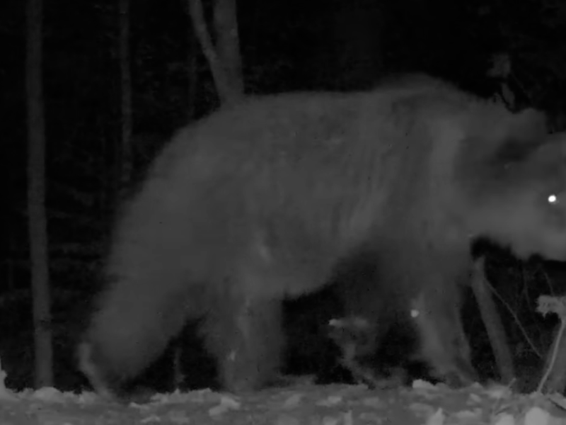 RESIDENTS IN GREAT FEAR: A bear broke into a village near Ivanjica, destroyed an apiary and killed a 750-kilogram bull!