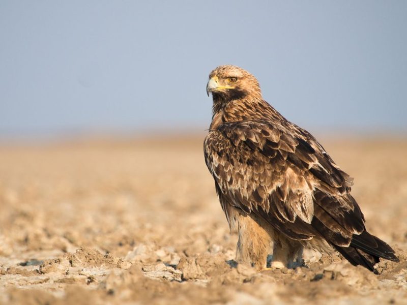 HAPPY ENDING TO A GREAT DRAMA: Serbian Imperial Eagle Felix Returns Home After Being Captured by Smugglers in the Middle East, Rescued in Lebanon from Dangerous Traffickers!