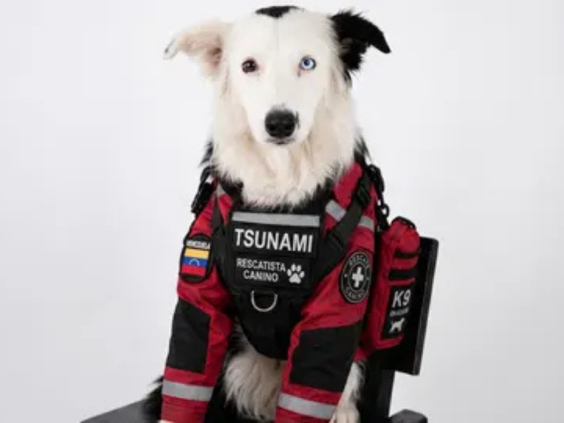 FROM AN ABUSED DOG TO A GLOBAL HERO: Tsunami Survived Hell and Now Saves Lives from Rubble Around the World! (VIDEO)