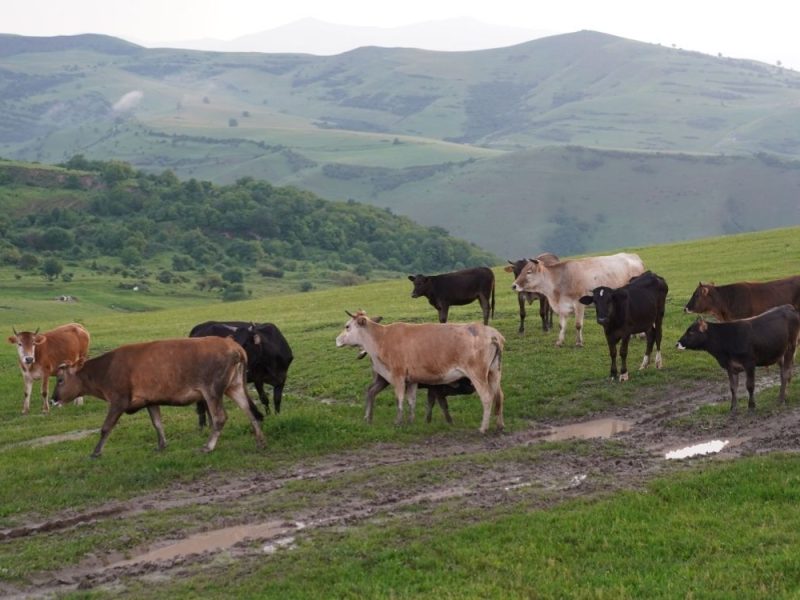 “PEOPLE ARE WORSE THAN WOLVES”: Serbia Has Lost 94,000 Hectares of Pastures in 10 Years, Livestock Farmers Desperate, Demand Punishment for Land Grabbers!