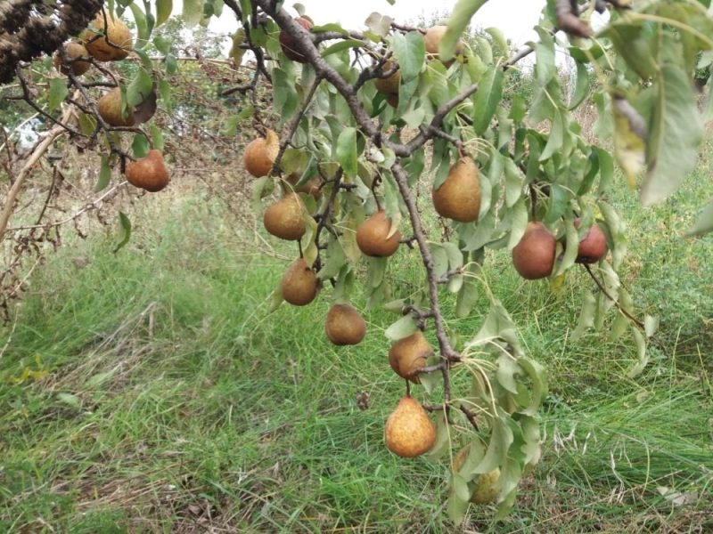 SERBIAN FARMER LEFT TO HIMSELF: Božidar (85) had 228 pear trees cut down, police “have no obligation to react”!