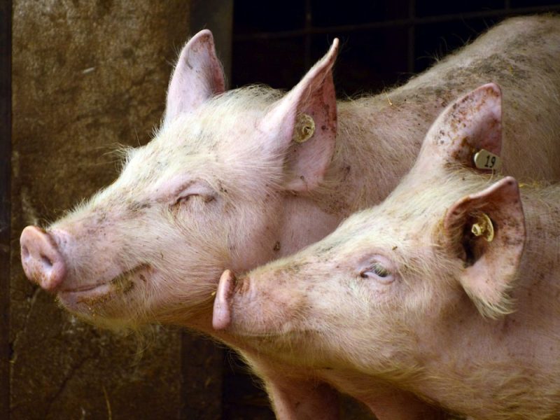 STATE OF EMERGENCY IN NINE MUNICIPALITIES: African swine fever caused die-off in Serbia, over 30,000 pigs died or were euthanized!