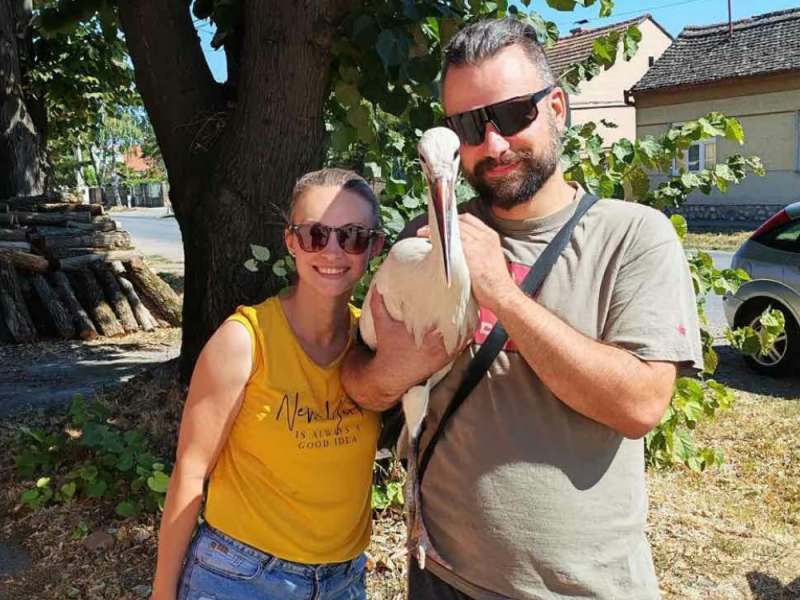 “HE SENSED WE WOULDN’T HARM HIM”: Stork Arsenije was left behind by his flock, and then Marijana and her boyfriend opened the doors of their home!