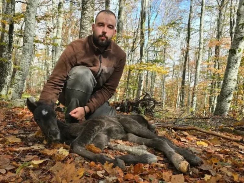 HERO OF SUVA PLANINA: Forestry engineer finds a freezing foal and carries it for over an hour to his car to save its life!