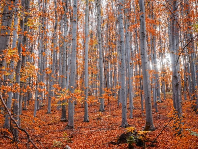 TRI NACIONALNA PARKA NA LISTI: Evo koje lokalitete je Vlada Srbije nominovala za zaštitu UNESKO!