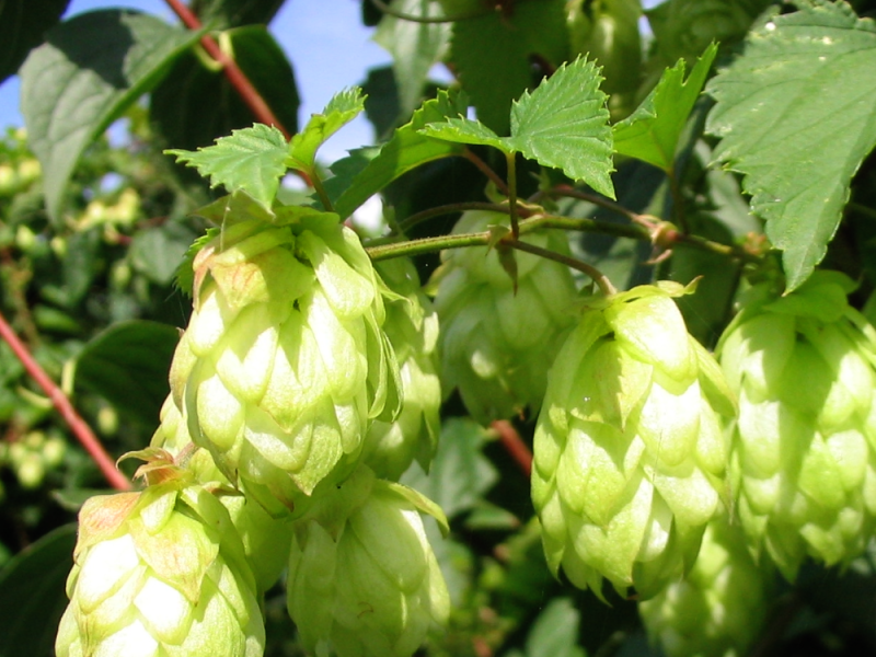 RASTE SVUDA, A ZLATA VREDI: Ovo „divlje povrće“ iz Srbije su gurmani spremni da plate čak 1.000 evra!