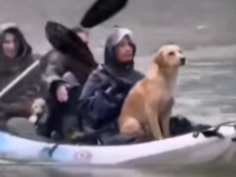 „SVE BILO POD VODOM, A PSI UPLAŠENI“: Ovo su tri herione čiji je snimak kako spasavaju životinje obišao region! (VIDEO)