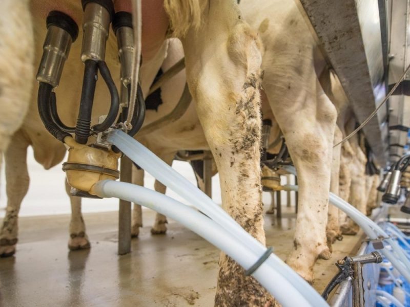 PROTEST PROIZVOĐAČA MLEKA U CENTRALNOJ SRBIJI: Najavljene blokade puteva i prosipanje stotina litara mleka!