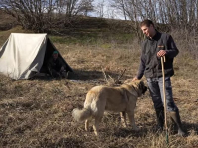 „SVE ŠTO IMAM, IMAM ZAHVALJUJUĆI NJIMA“: Dok vršnjaci izlaze, Miloš (21) živi u šatoru, čuva 300 ovaca i sam plaća svoje školovanje! (VIDEO)