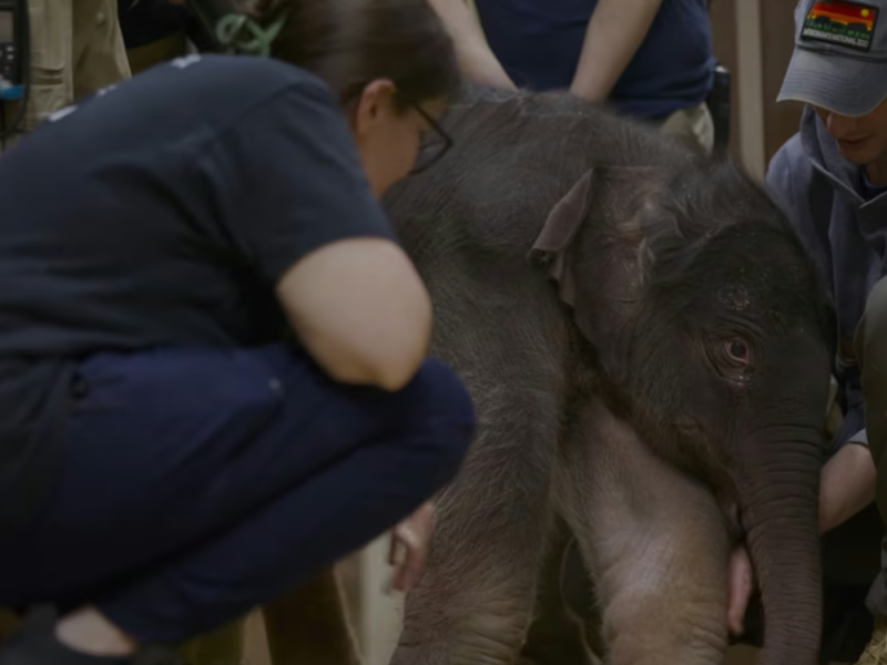 BEBA OD 140 KILOGRAMA: Zoološki vrt u Vašingtonu dočekao prinovu azijskog slona posle 25 godina! (VIDEO)