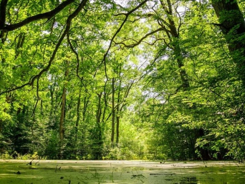 BOSUTSKE ŠUME STAVLJENE POD ZAŠTITU DRŽAVE: Srbija dobila još jedan Specijalni rezervat prirode!