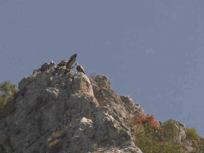 STOJA JE PONOVO KOD KUĆE: Beloglavi sup nakon dve godine lutanja po belom svetu se vratio na Uvac!