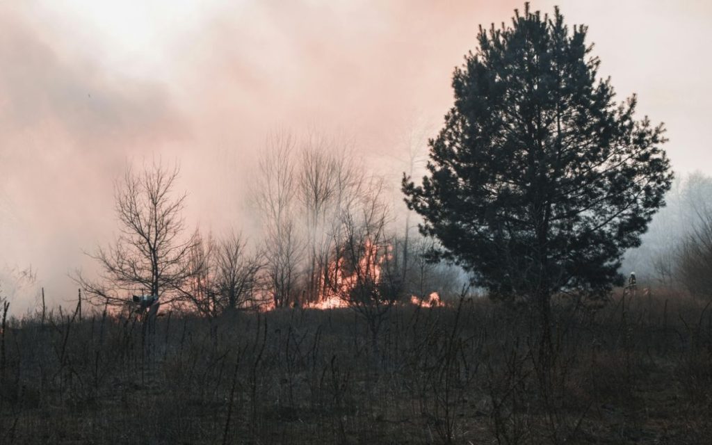 SRBI IZAZVALI HAOS U AUSTRIJI: Radili na pošumljavanju, pa zapalili šumu cigaretom, uhapšena trojica!