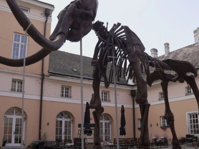 TAJNA STARA POLA MILIONA GODINA: Neverovatna priča o mamutici Kiki, mitskom džinu iz gline koji danas puni muzej u Kikindi! (FOTO)