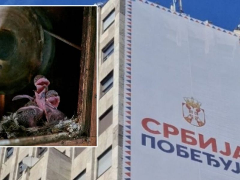 HITAN APEL ZA SPAS PTICA U CENTRU BEOGRADA: Zbog bilborda „Srbija pobeđuje“ mladunci zaštićene vrste umiru od gladi!