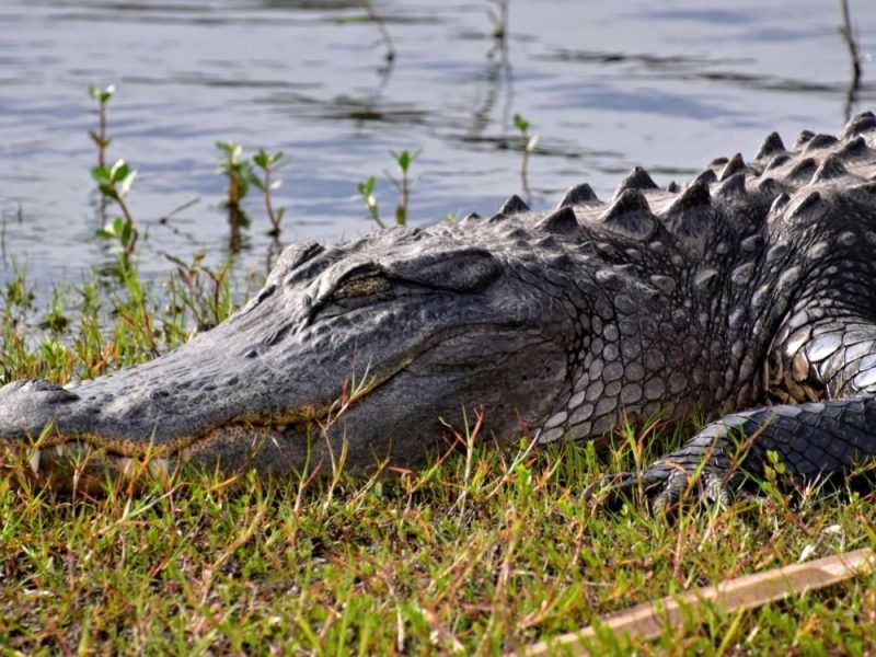 ALIGATOR UBIO ŽENU (31) NA FLORIDI: Dečko uzalud pokušavao da je izvuče iz čeljusti divlje životinje!