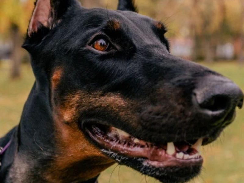 HOROR U BEOGRADSKOM NASELJU: Dva dobermana izujedala tinejdžerku (17), vlasnik skočio da je spasi pa i sam povređen!