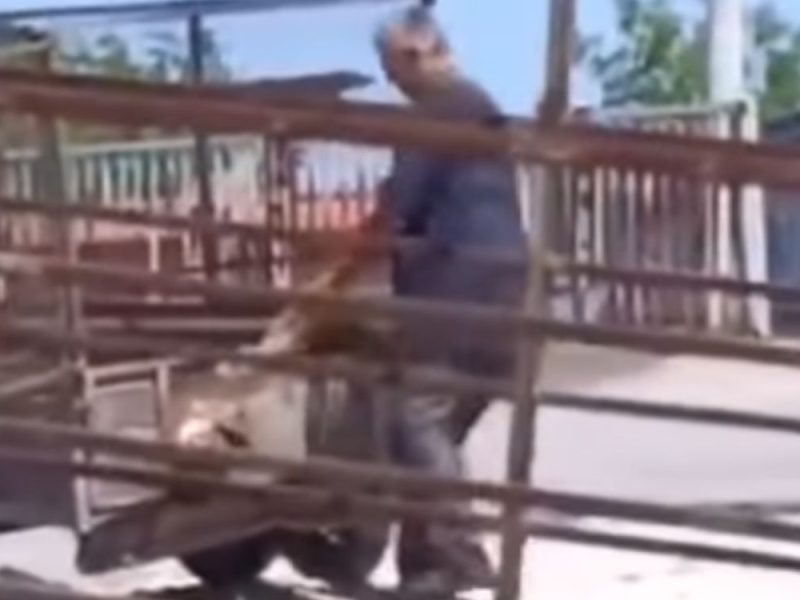 UHAPŠEN RADNIK PEČENJARE KOJI JE UBIO DVA PSA: Ispituje se da li je meso prodavao mušterijama! (VIDEO)