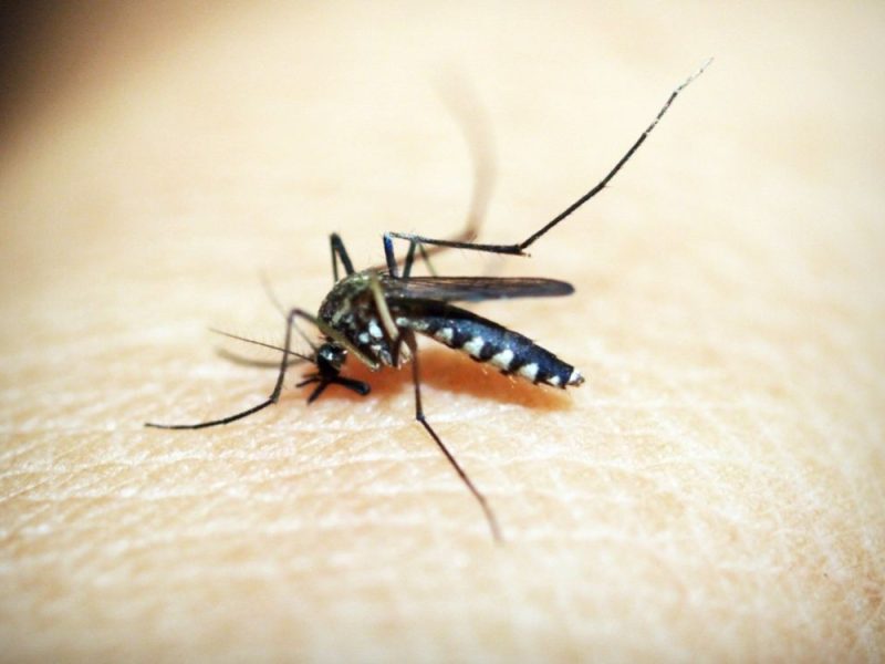 RASTE BROJ ZARAŽENIH OD VIRUSA ZAPADNOG NILA: Sve više obolelih u Srbiji, čak 10 teških slučajeva!