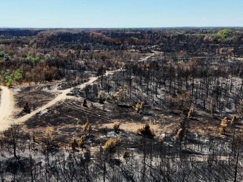 ČUDO NAKON POŽARA U DELIBLATSKOJ PEŠČARI: Divlja ruža iznikla usred zgarišta! (FOTO)
