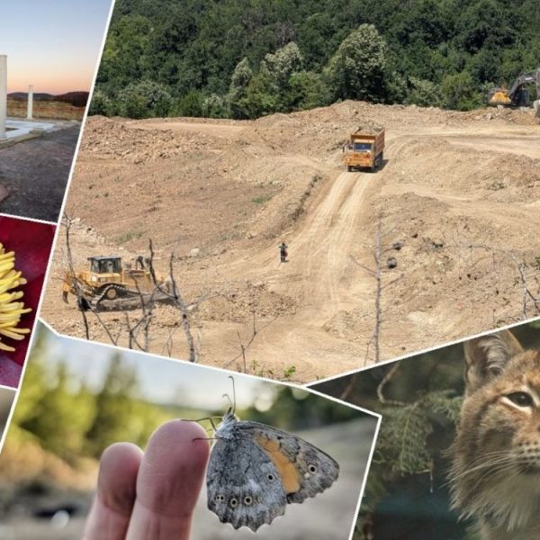 EKOLOZI UPOZORAVAJU: Pronađeno čak 117 zaštićenih vrsta na području planiranog rudnika kod Zaječara! (FOTO)