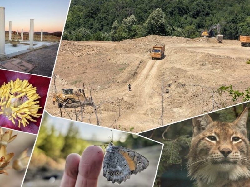 EKOLOZI UPOZORAVAJU: Pronađeno čak 117 zaštićenih vrsta na području planiranog rudnika kod Zaječara! (FOTO)