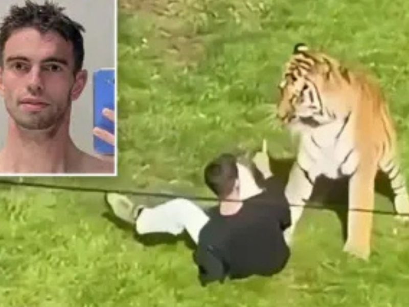 JEZIVA TRAGEDIJA U ZOOLOŠKOM VRTU: Britanac (20) preskočio ogradu i snimao tigra, nekoliko trenutaka kasnije životinja ga rastrgla! (VIDEO)